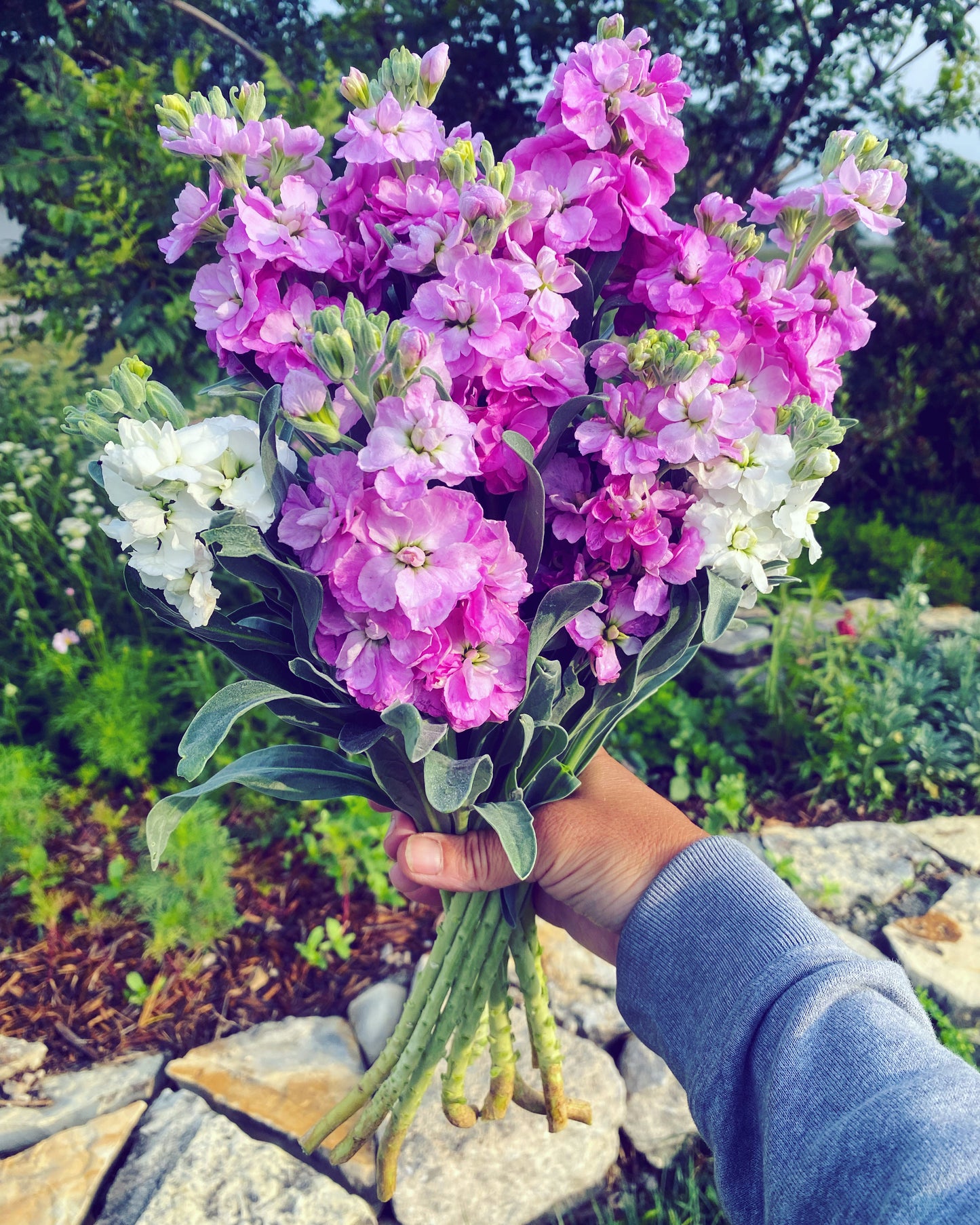 Guide to Growing Cool Season Flowers