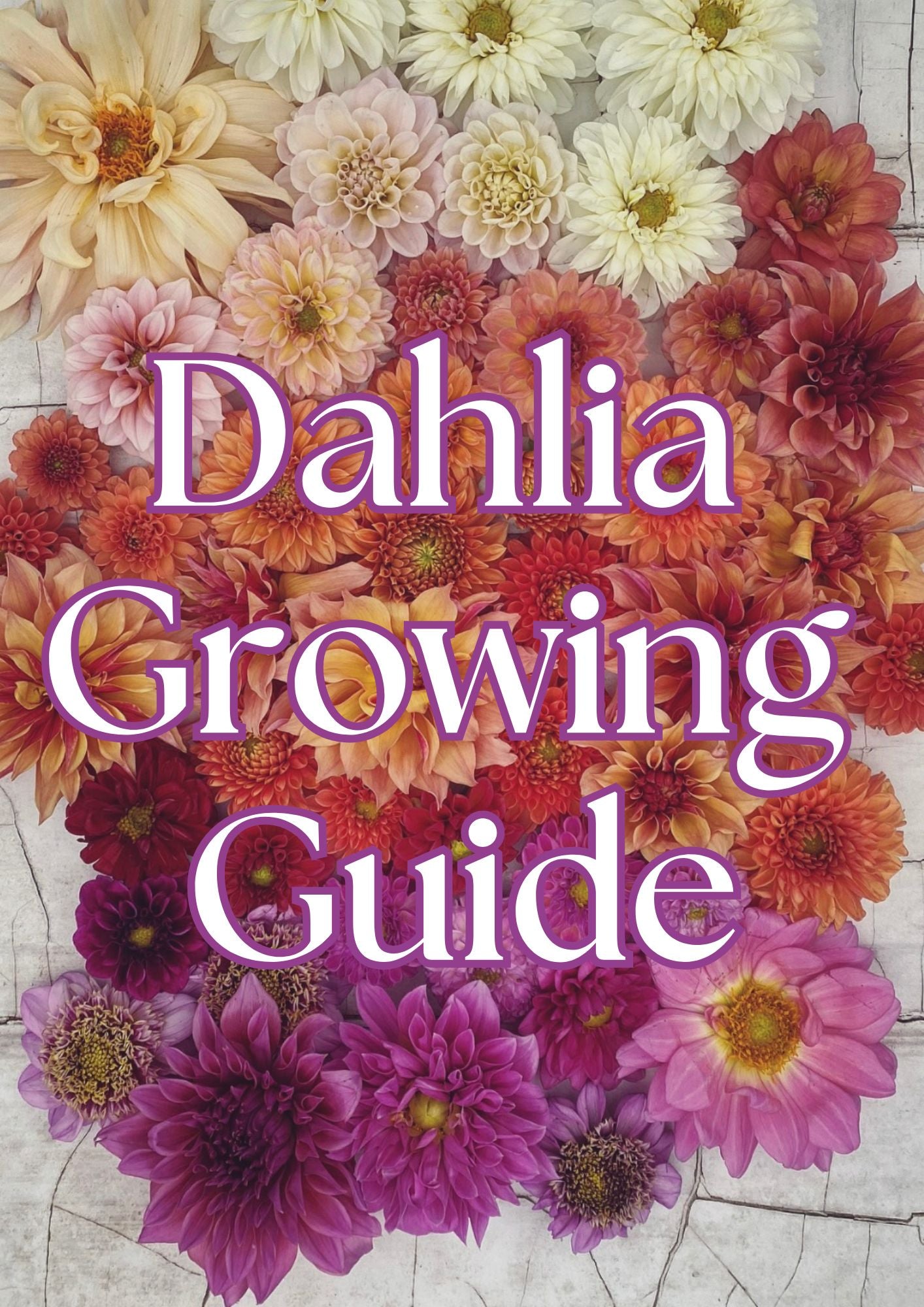 Dahlia Growing Guide