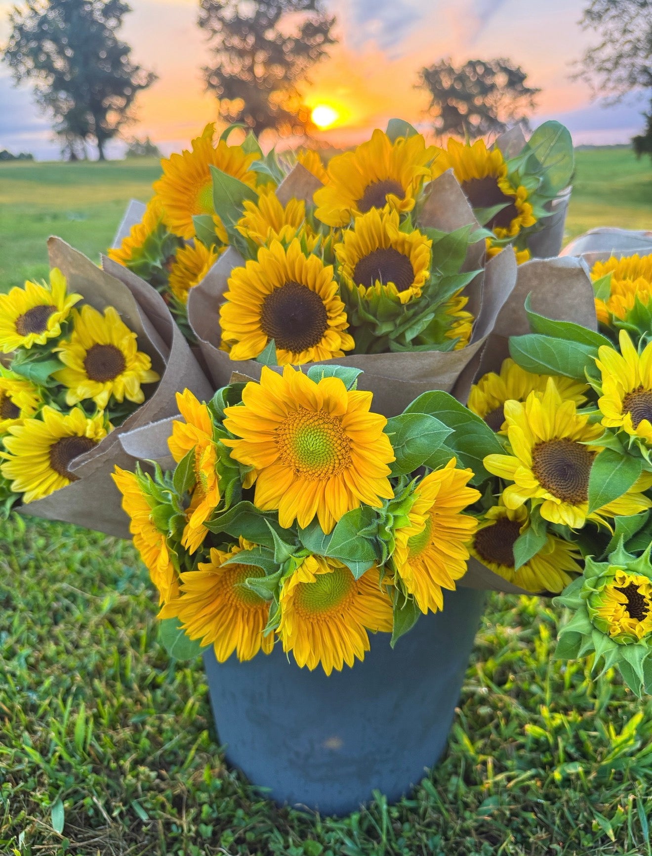 Sunflower Bundles