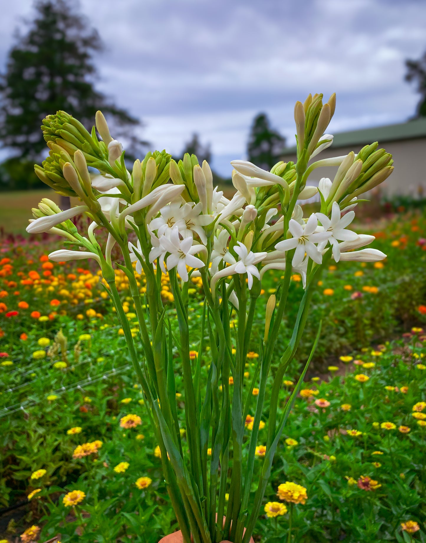 Tuberose