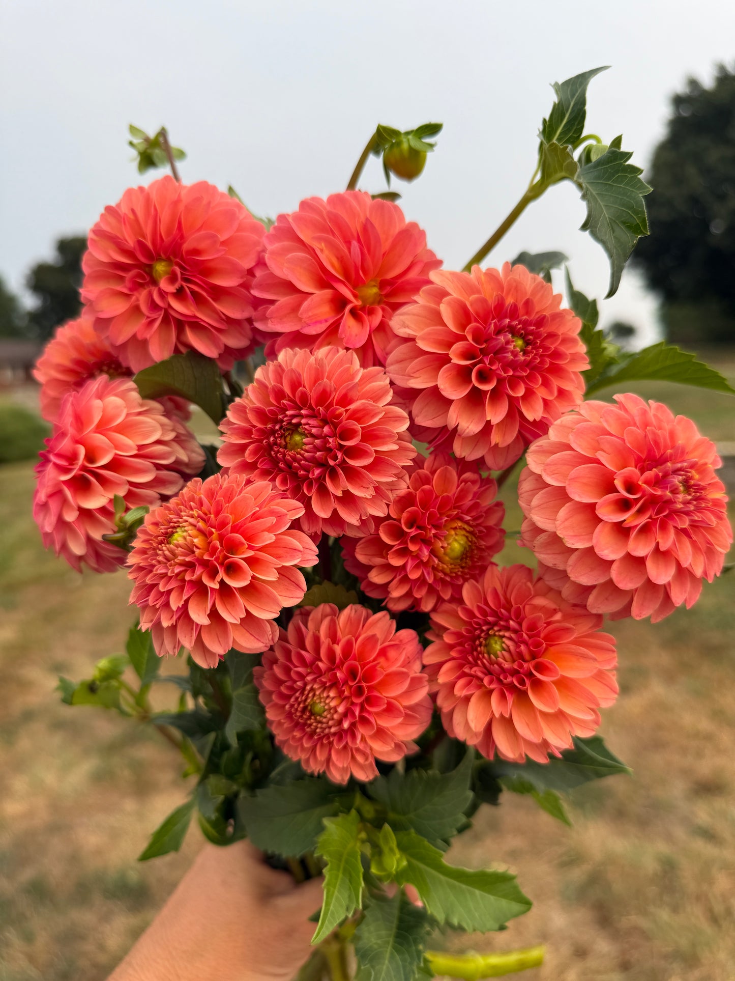 Rose Toscano