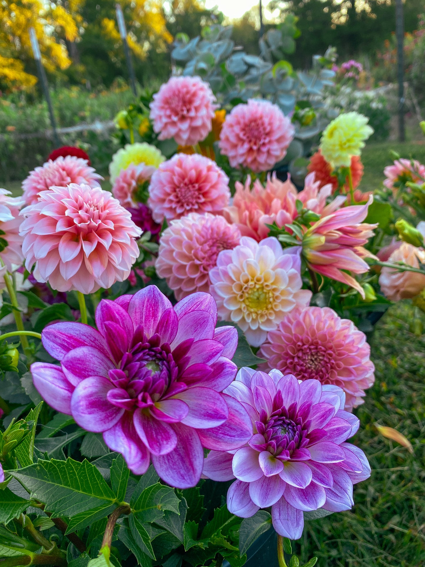 Unknown Dahlia