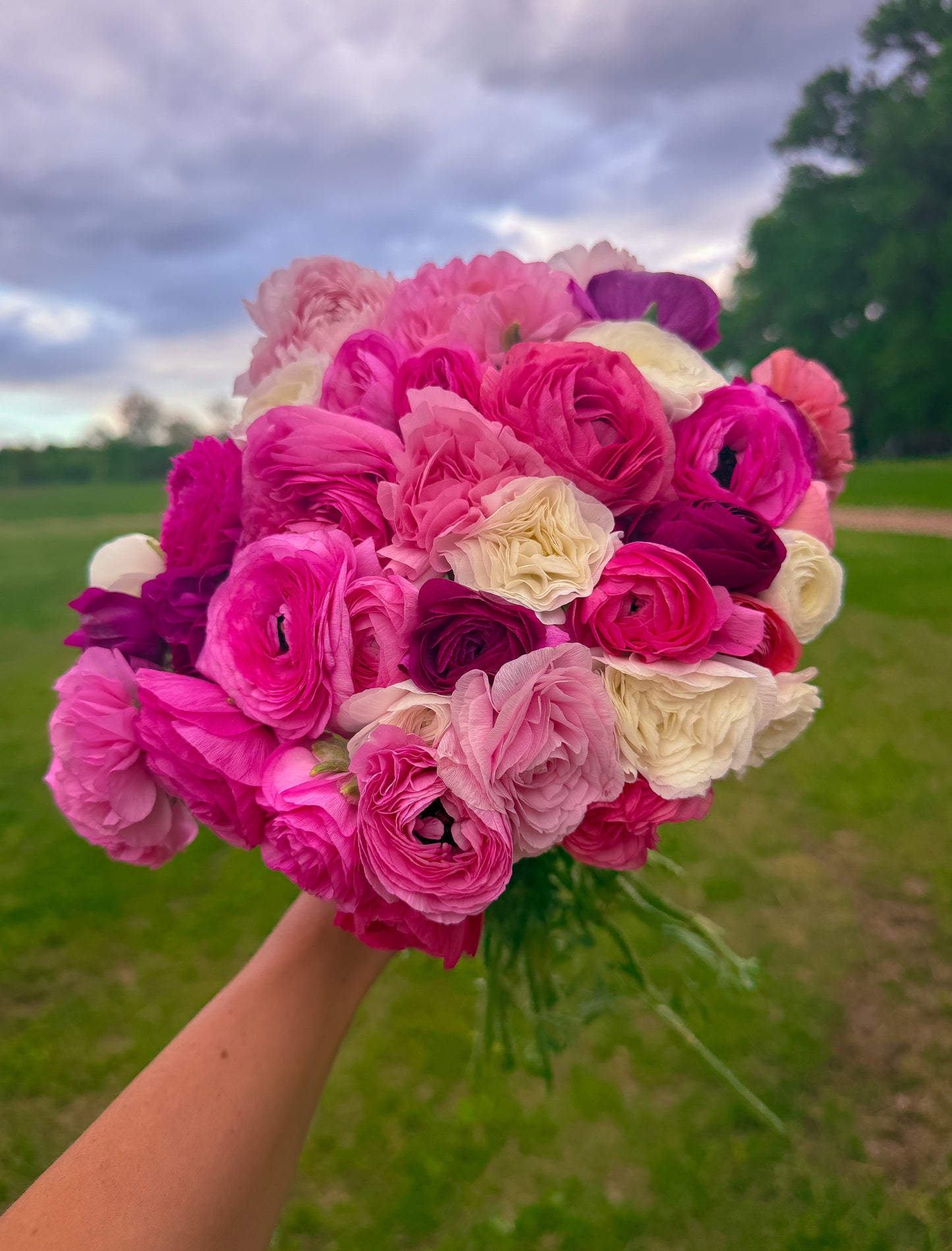 Growing Ranunculus - A Complete Guide