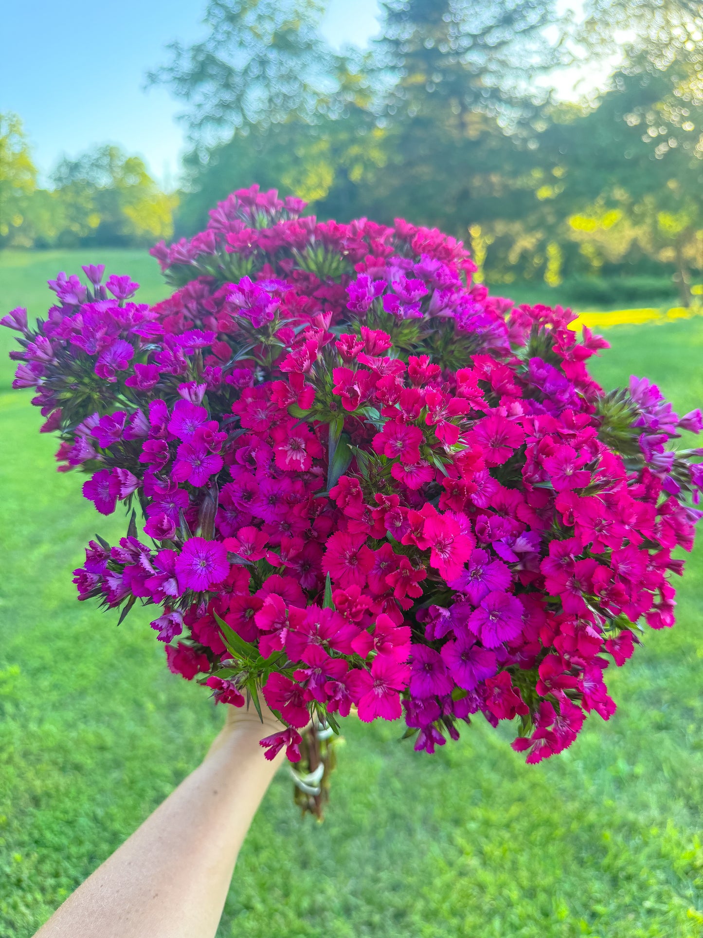Pretty Little Pink Thing