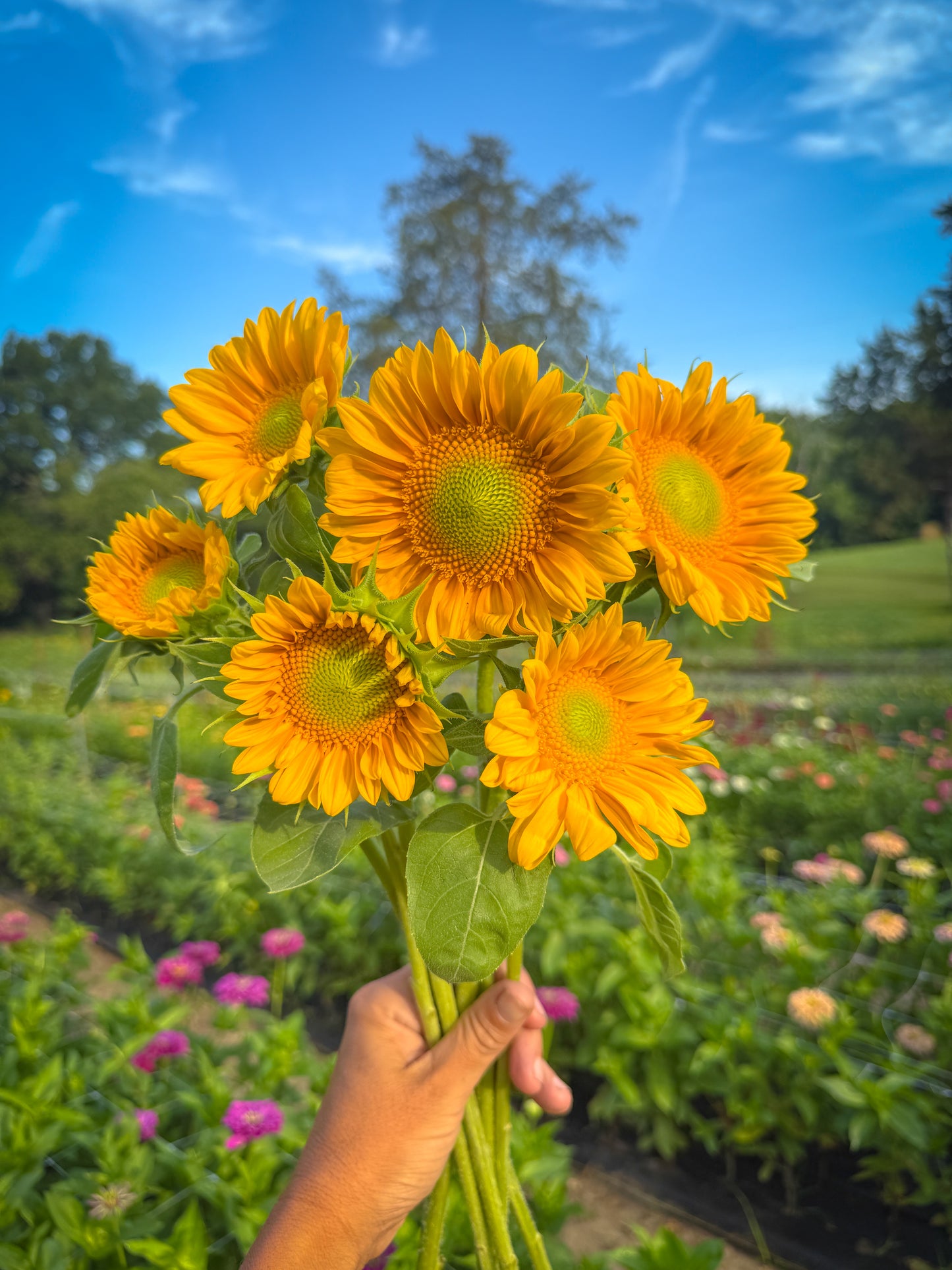 Sunflower Bundle