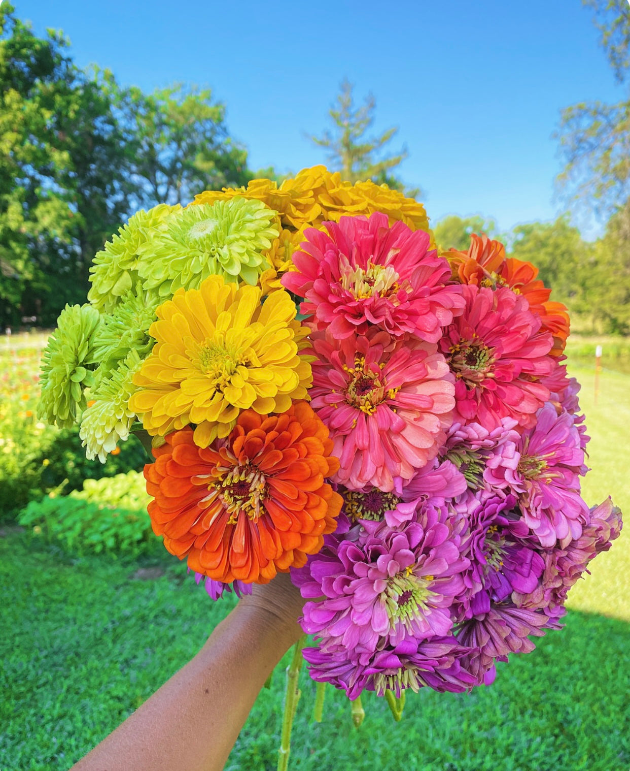 5 Cut Flowers to Grow to Get You Started!