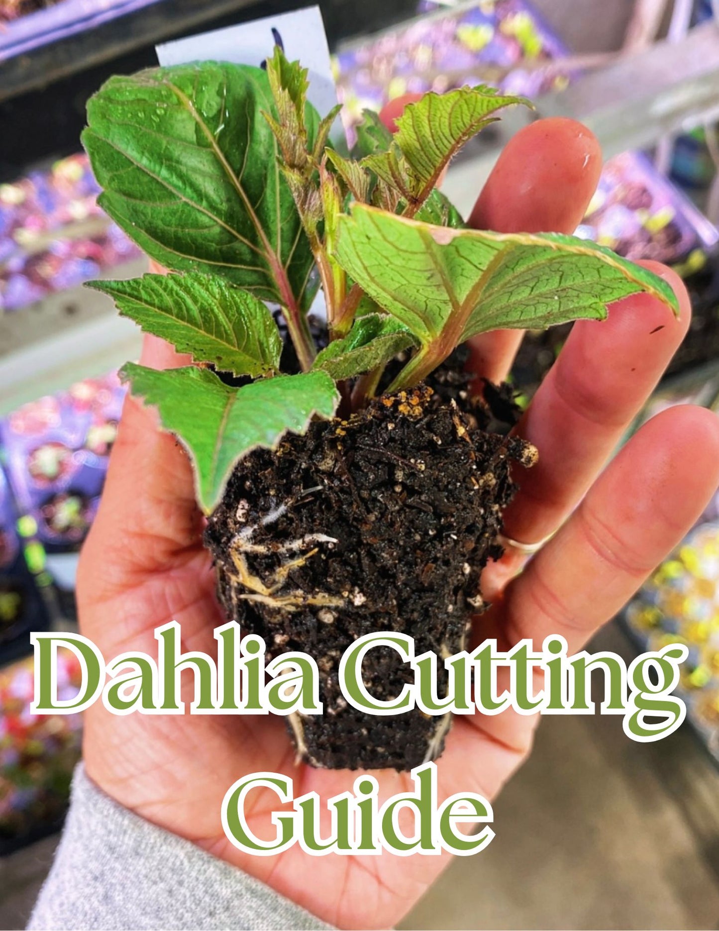 Dahlia Cutting Guide
