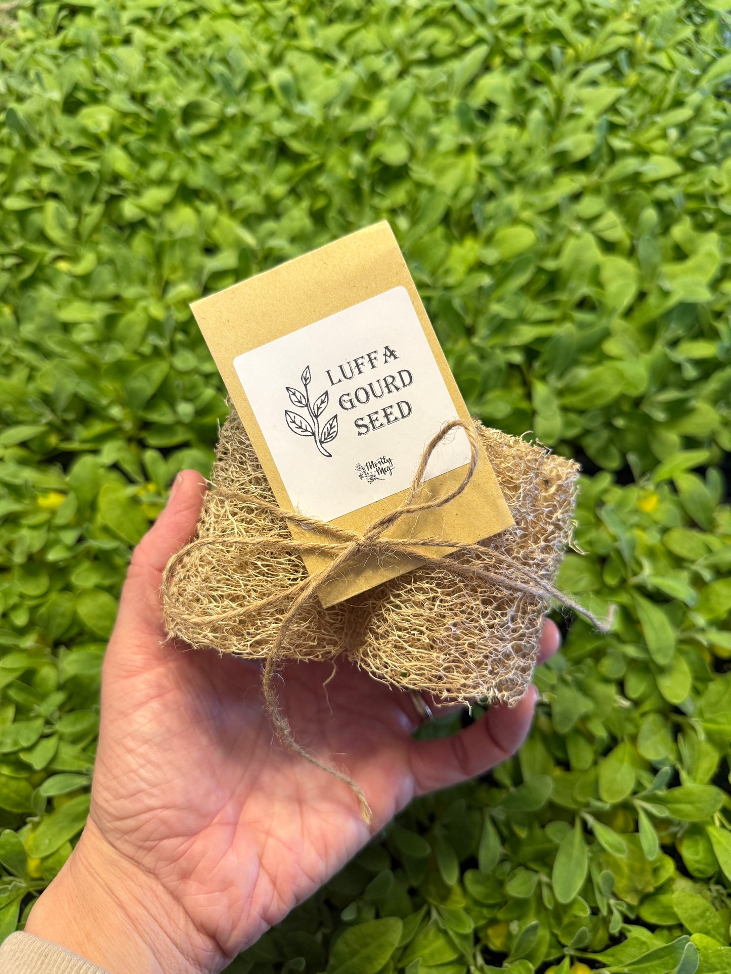 Luffa Gourd Seed & Luffa Sponges