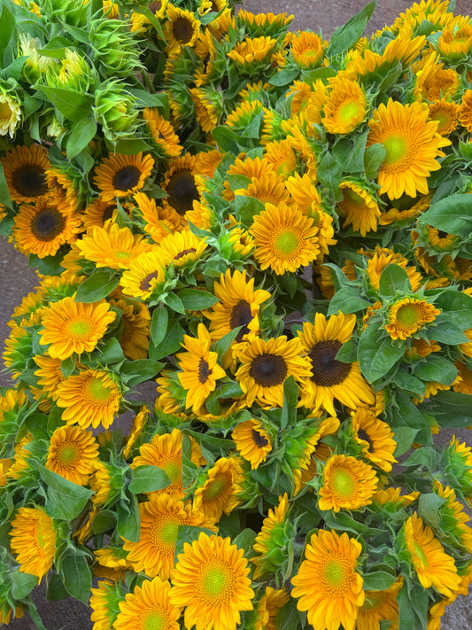 Sunflower Bulk Bucket