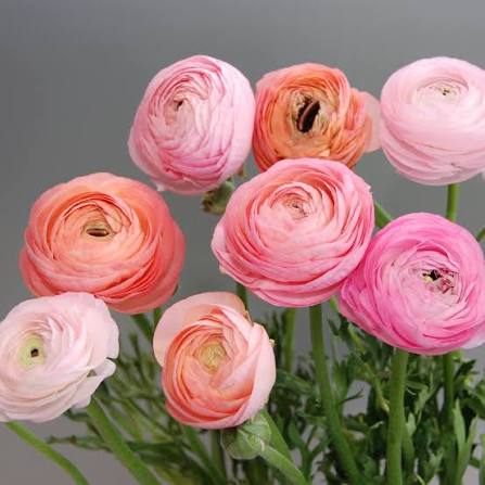 Ranunculus - Plant starts