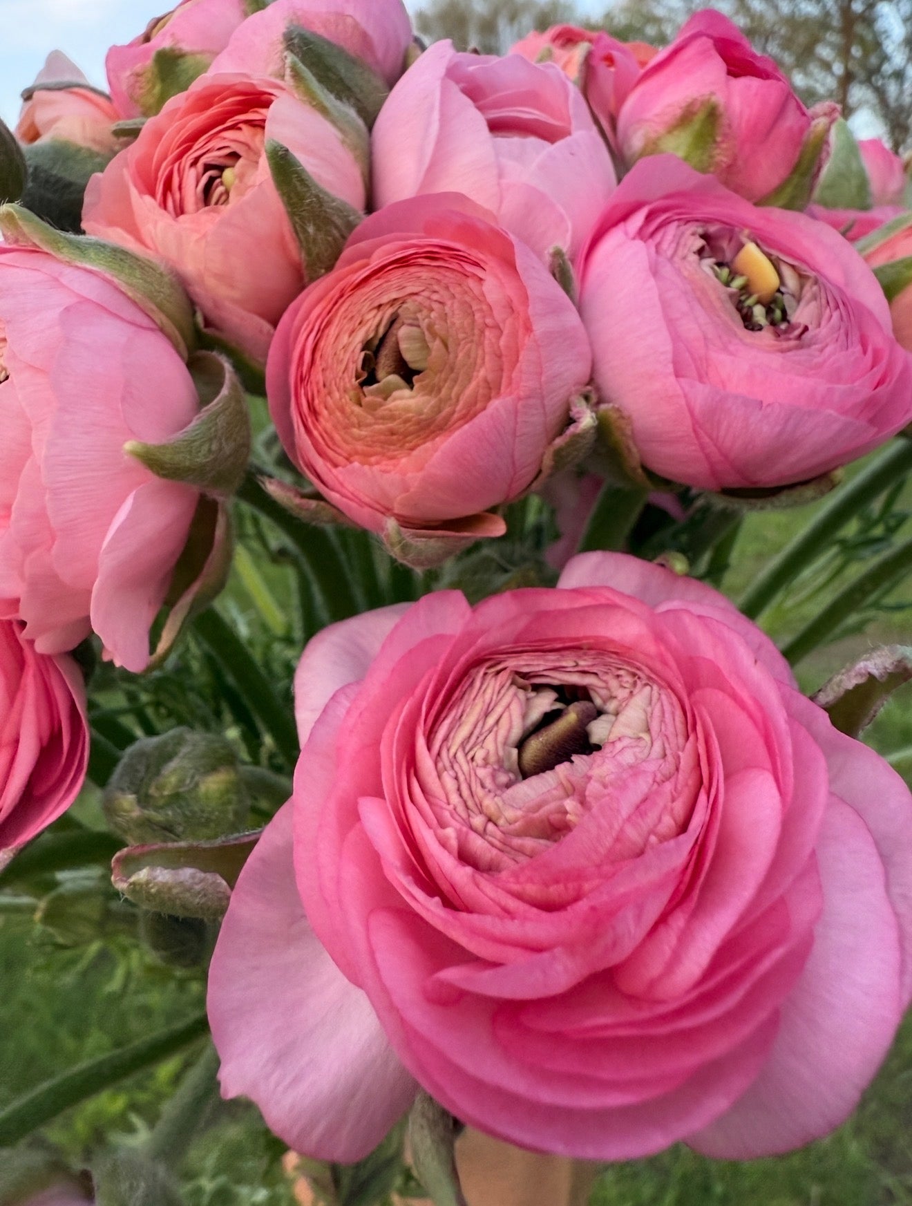 Ranunculus - Plant starts