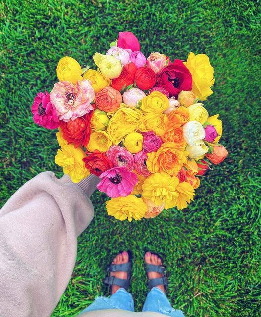 Ranunculus Growing Guide