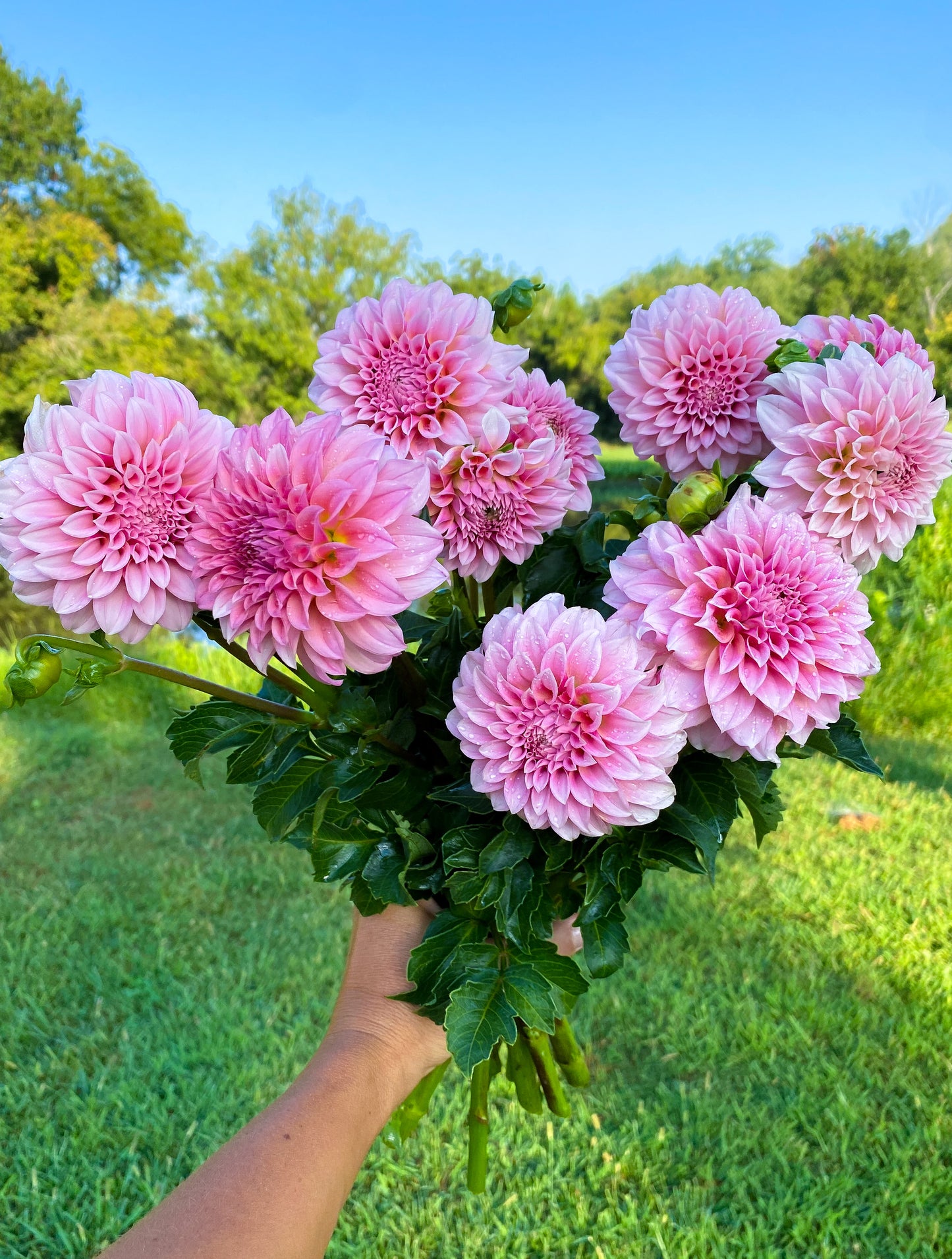 Dahlia Bundle