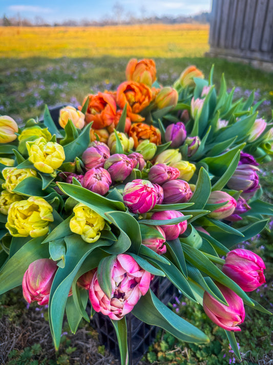 Pre-Order Easter Tulip Bundles
