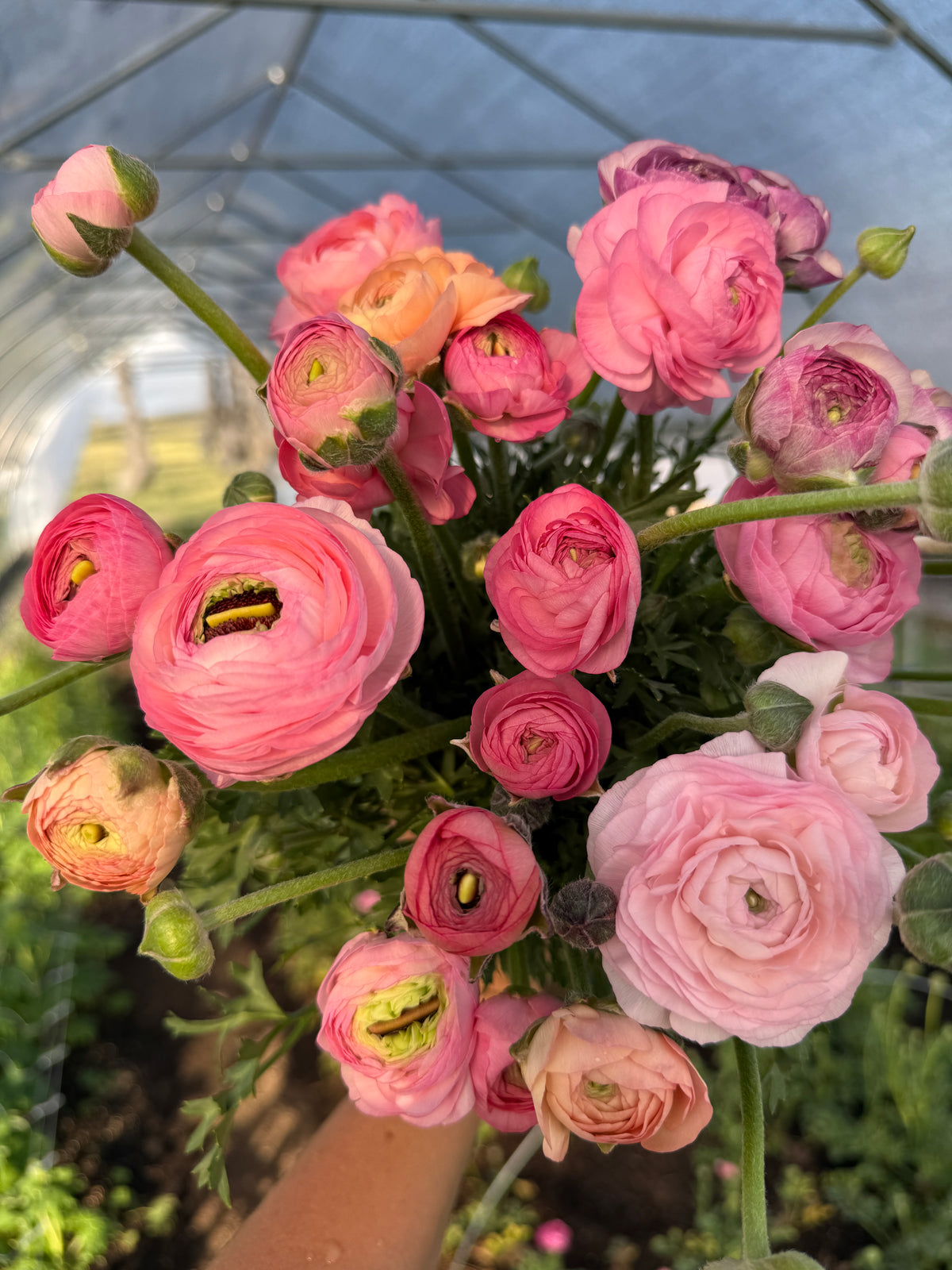 Ranunculus Corms