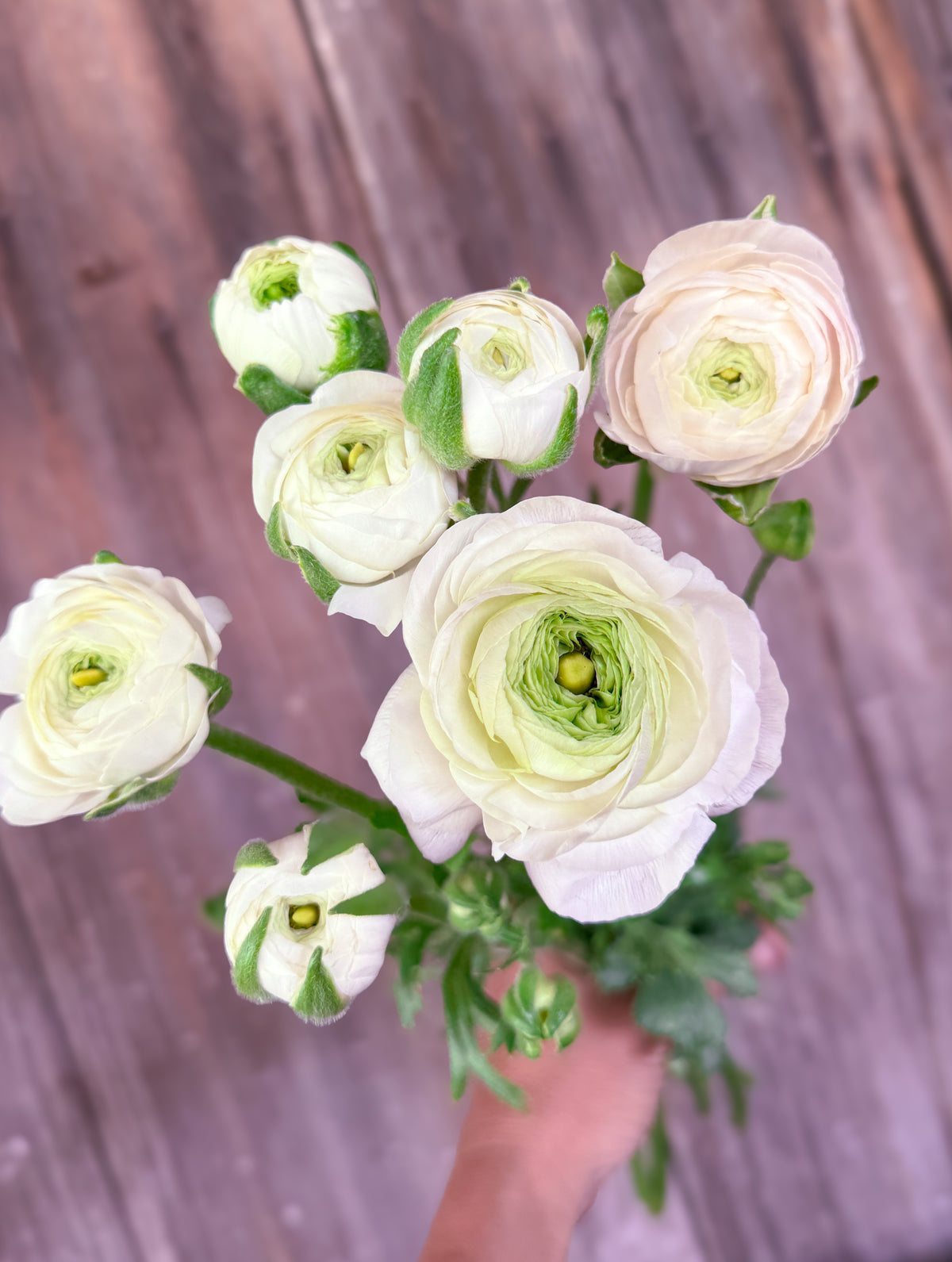 Ranunculus Corms
