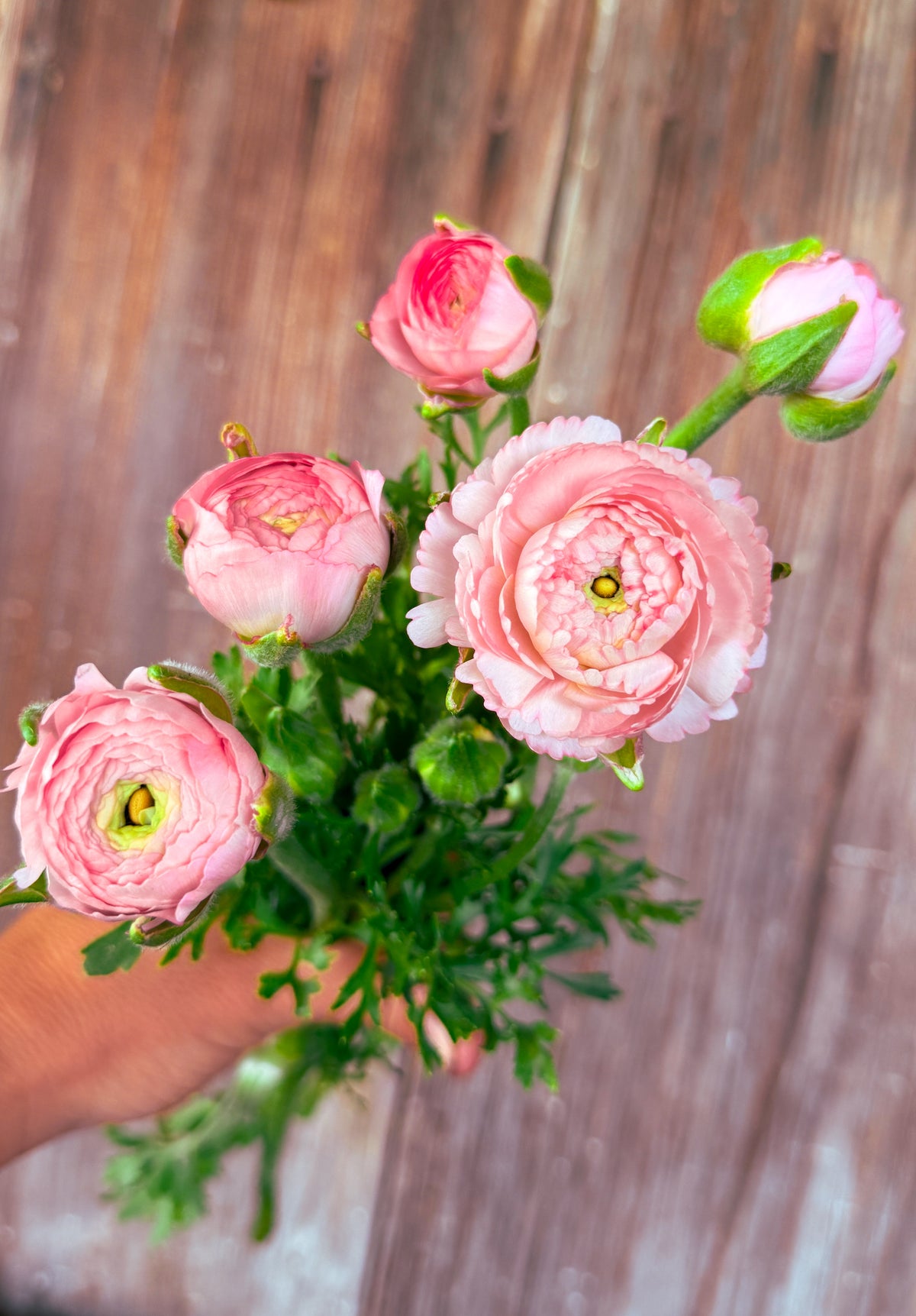 Ranunculus Corms