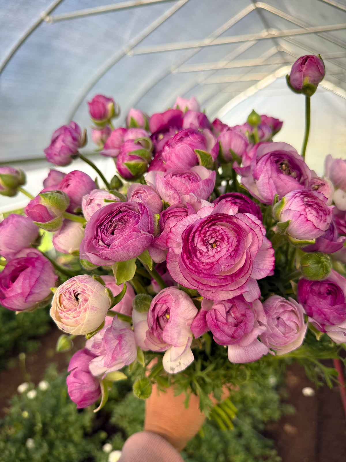 Ranunculus Corms