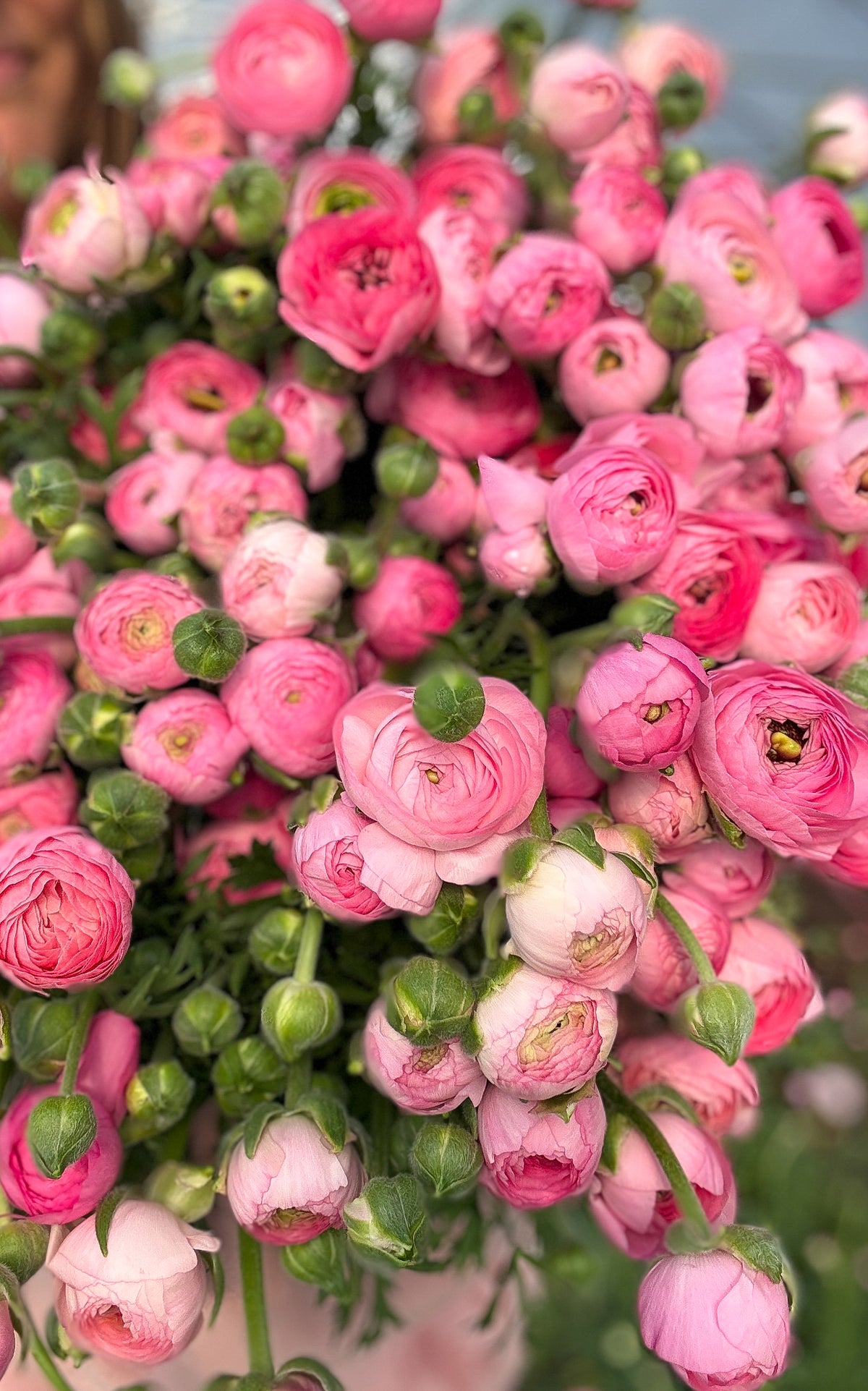 Ranunculus Corms