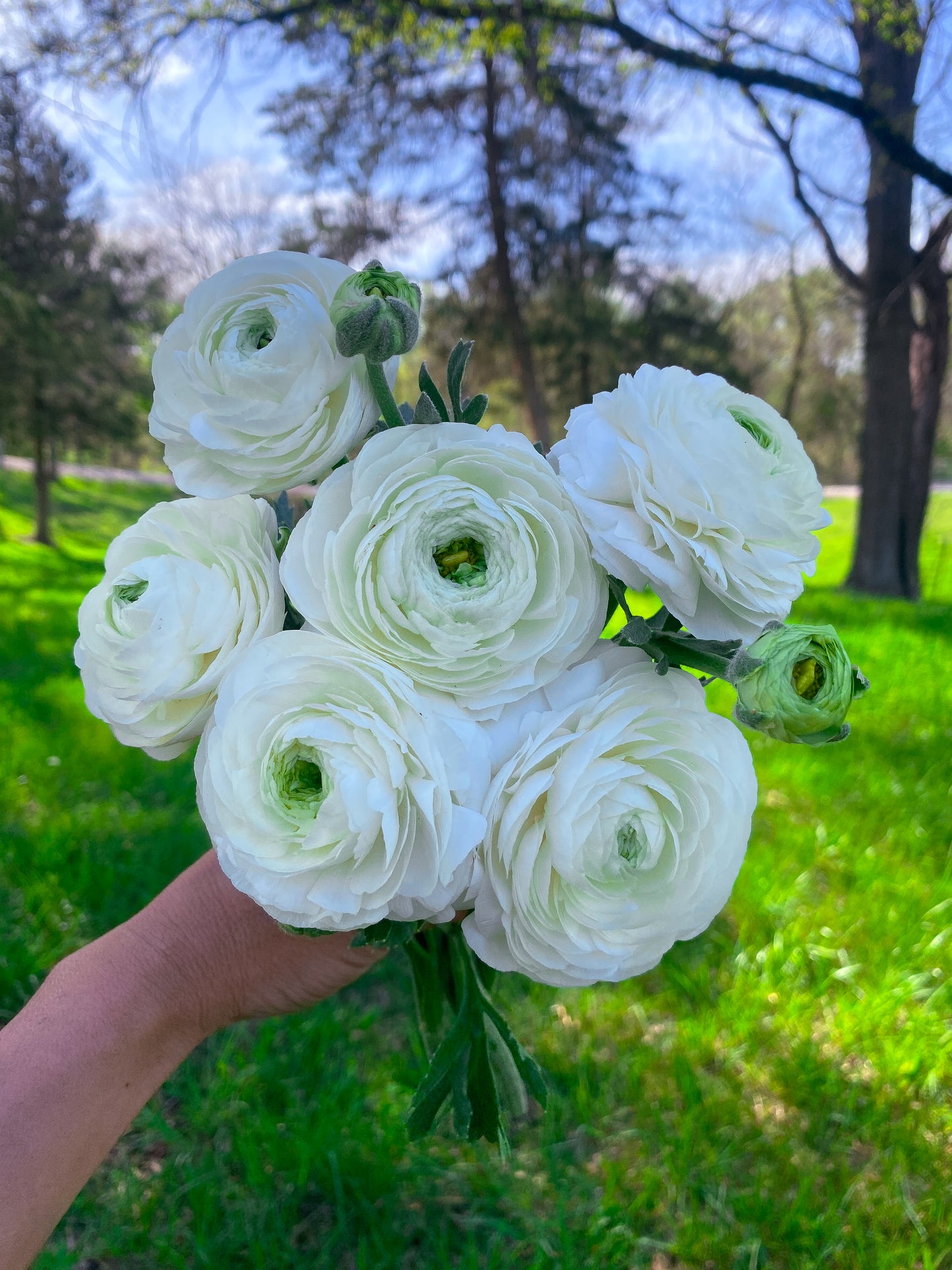 Ranunculus - Plant starts