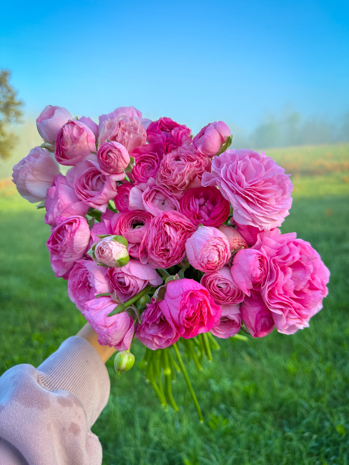 Ranunculus Corms