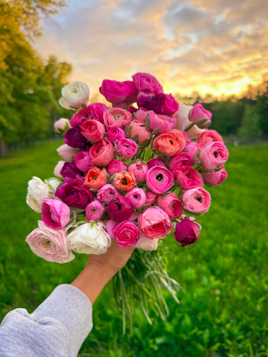 Ranunculus Corms