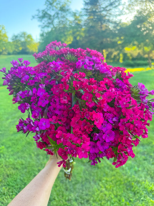 Pretty Little Pink Thing