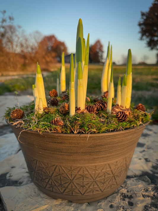 Potted Paperwhite Flowers