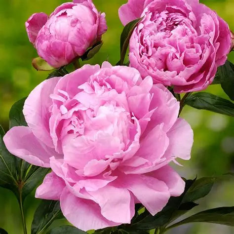 Alexander Fleming - Peony Bare Root