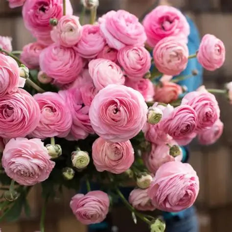 Half-Clone Marshmallow Ranunculus