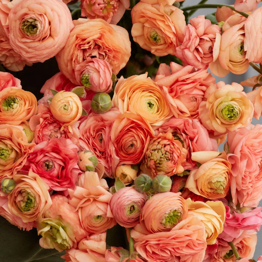 Amandine Salmon Ranunculus Corms