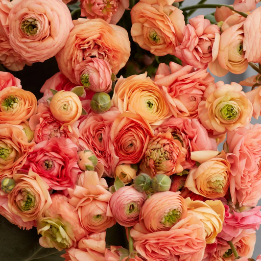 Amandine Salmon Ranunculus Corms