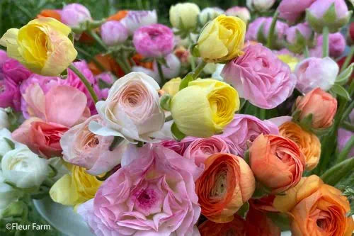 Amandine Pastel Mix Ranunculus