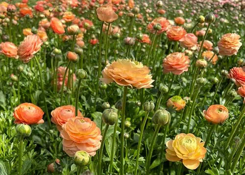 Ranunculus Corms
