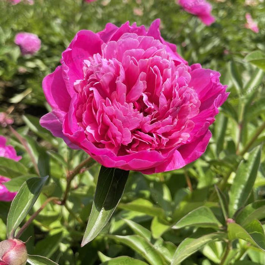 Pink Pompadour - Peony Bare Root